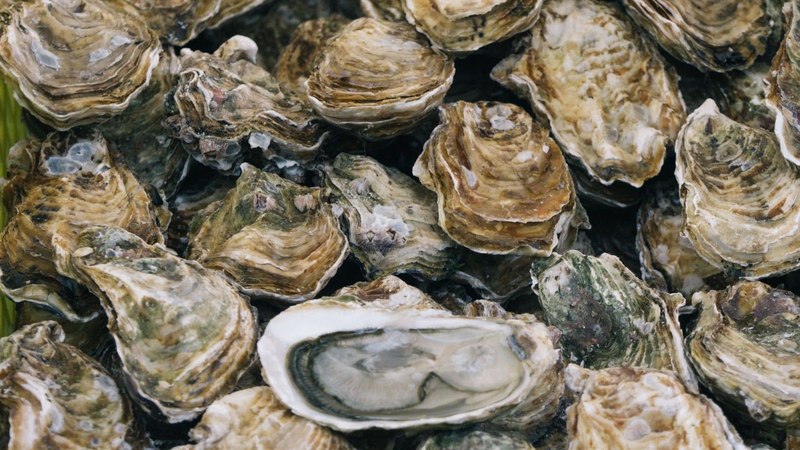 a bed of freshly harvested oysters, from the Villa Pereire wine blog on how to pair wine with oysters