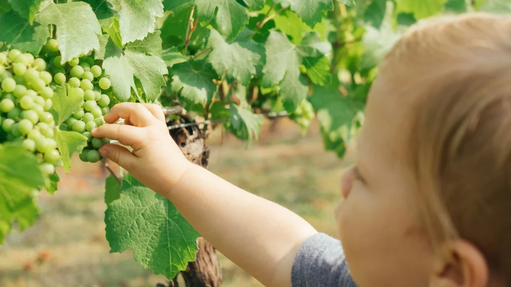 a child touching a grape bunch in a vineyard, as featured in Villa Pereire’s wine blog on wine and 1% for the Planet