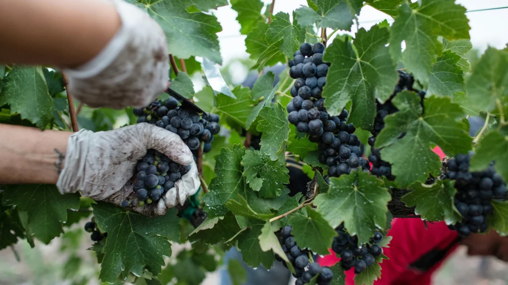 a worker picking a grape bunch in a vineyard, as featured in Villa Pereire’s wine blog on wine and 1% for the Planet