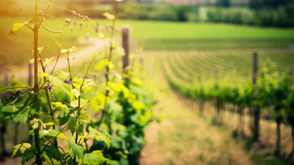 a sunlit vineyard, as featured in Villa Pereire’s wine blog on wine and 1% for the Planet
