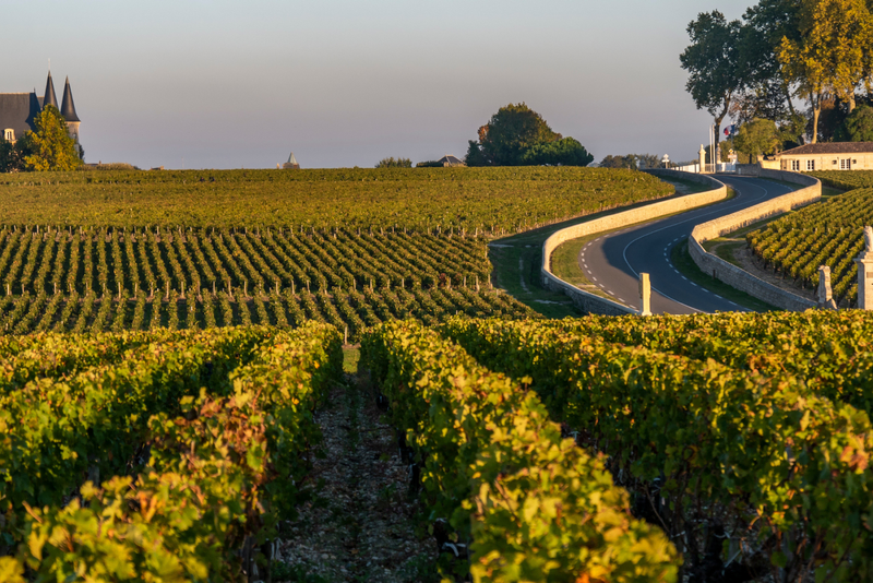 a vineyard farm in bordeaux with a curve road on the right side